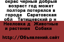 окрас черный добрый возраст год может полтора потерялся в городе - Саратовская обл., Татищевский р-н, Нееловка д. Животные и растения » Собаки   